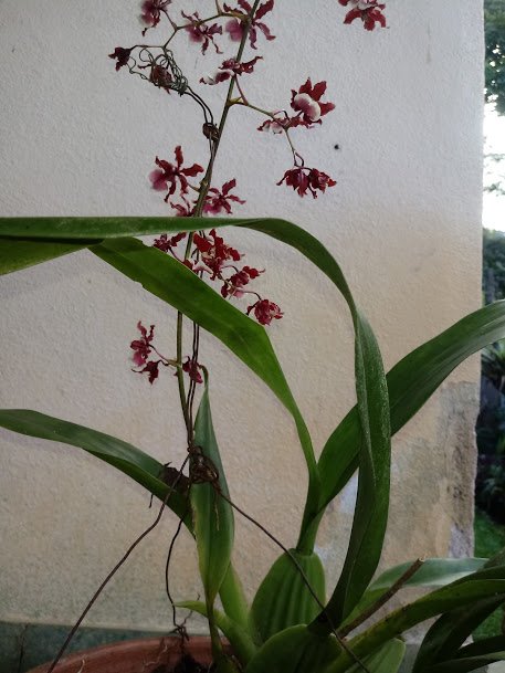 Orquídea Chocolate (Oncidium Sharry) - Brasil Plantas