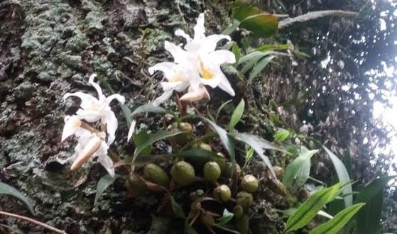 Orquídea Branca de Neve (Coelogyne Cristata) - Brasil Plantas